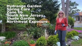 Maintaining My Hydrangea Shade Garden and Mini Tour of What It Looks Like in Spring