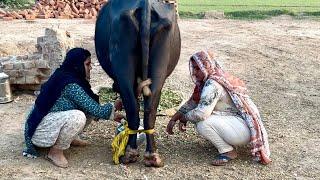 Buffalo Milking Evening Routine