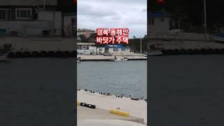 바다낚시 천국 경북 바닷가 주택 매물접수 포항부동산 자세한사항은 고정댓글클릭 #착한부동산tv