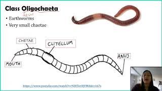 Phylum Annelida