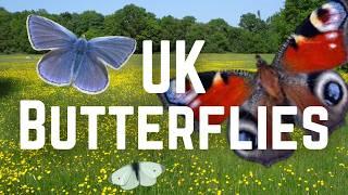 The Most COMMON BUTTERFLIES of the UK