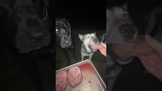 My dogs want to DRINK MY BLOOD after eating their raw meat food  #raw #dogfood #dogs #rawfood #dog