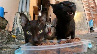 This family cat like my food so much | The Gohan And Cats