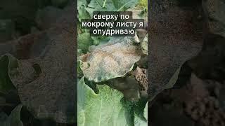 Супер смесь для капусты, которую не все знают