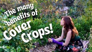 Answering questions about how we use cover crops