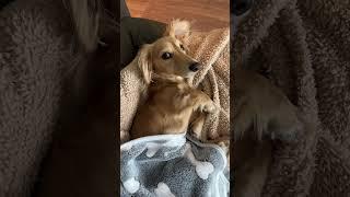 Bentley snoozing in his little bed  Subscribe for more #miniaturedachshund content! 