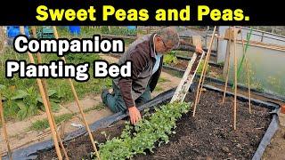 Planting Sweet Peas | Planting Peas | Plants For Free | Green Side Up