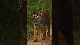 Tiger spotted in kabini. #abdulshez #wildlife #tiger #junglewildlife #adventure #cinematic #monsoon