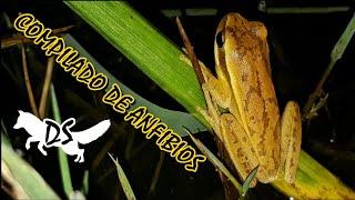 COMPILADO DE ANFIBIOS (Ranas y sapos) en DS "Naturaleza de cerca". 