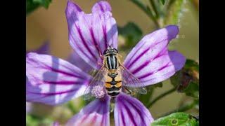 How to make a hoverfly lagoon