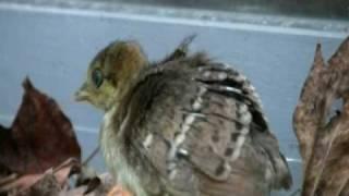 Baby Peacock Calls Mom