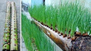 The most effective and easy ideas for growing onions and vegetables at home for you