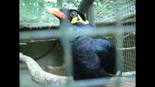 A talking bird. The bird (Common Hill Myna) speaks German and laughs in Bird-park Ortenburg.