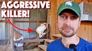 THIS Happens On A Homestead! Insane Rooster! Teach Your Children