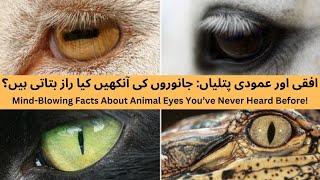 Horizontal vs. Vertical Pupils: What Animal Eyes Reveal About Survival! | Discovery Den