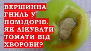 Вершинна гниль у помідорів. Як лікувати томати від хвороби вершинної гнилі?