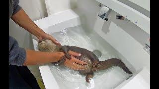 Washing Aty's body [Otter life Day 134] アティの沐浴