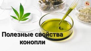 Полезные свойства конопли. Конопляное масло. CBD. контакты в описании #конопляноемасло ecoideal