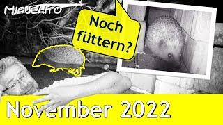 November 2022  Noch Futter für die Igel auslegen? Wildkameras beobachten Garten-Imbiss