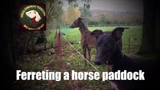 Ferreting a horse paddock - rabbit hunting - rabbiting