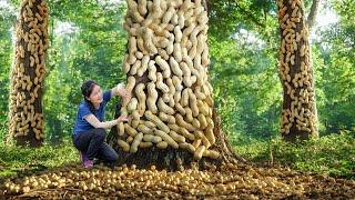 How To Harvest Rooted Peanut Grow on Tree Truck to Sell | Ella Daily Life