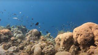 100&Change: Global Reef Revolution: a scalable solution for coral reef conservation