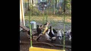 Growing Up Swinging on The Chicken Swing