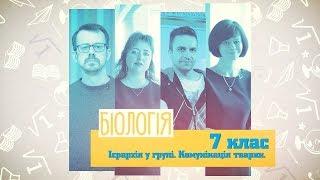 7 класс, 14 мая - Урок онлайн Биология: Иерархия в группе