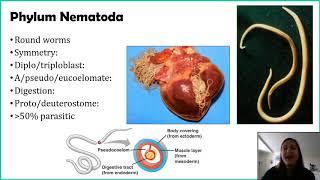 Phylum Nematoda