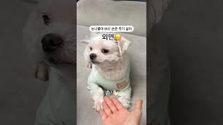 눈만 마주치면 꼬리 흔들어주는 하늘이🩵 손은 왜 안줘ㅠㅠ #강아지 #강아지일상 #강아지브이로그 #반려견 #puppy #말티즈