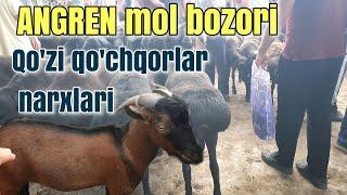 ANGREN mol bozori. Qo'zi qo'chqorlar narxlari