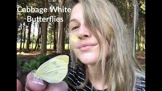 Raising Cabbage White Butterflies