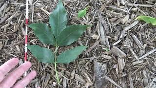 Identifying green ash