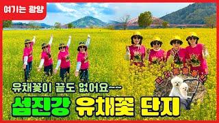 봄꽃 소풍3탄 유채꽃에 숨어서 두더지잡기??!! ㅣ 광양 섬진강유채꽃단지, 봄꽃, 드라이브, 여행브이로그, 반려동물동반