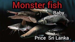 Monster fish price in Sri Lanka