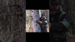 The REAL Treehuggers are Loggers! Watch and Learn: Forest Management is a Loggers Job!!