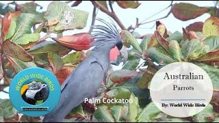 "Celebrating Australian Parrots: 2 Songs, 1 Choice! " #parrots #australianparrot