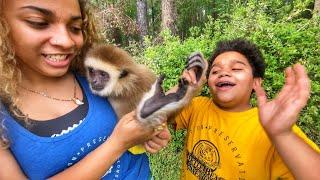 BANANA BREAD with a BABY GIBBON !
