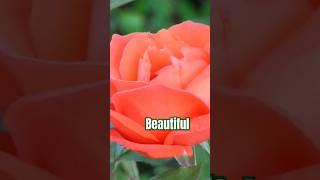 Beautiful #flowers #motivation #video