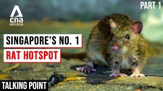 Singapore's Rat Problem: Why Are They So Hard To Exterminate? | Talking Point | Full Episode