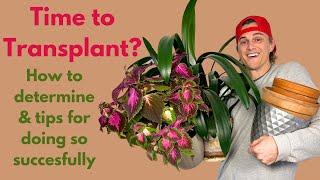 Should I Transplant my Houseplant - How to Determine & Tips for Doing so Correctly