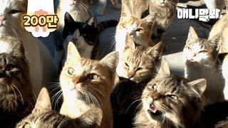 고양이 마을에서 열린 고양이 반상회ㅋㅋㅋㅣIsland That Has More Cats Than Humans