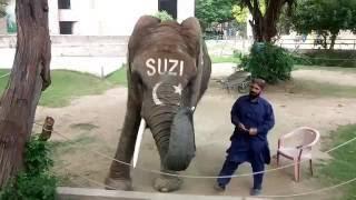 lahore zoo suzi Elephent 2016