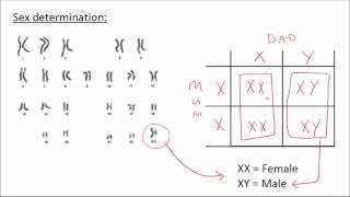 Inheritance | GCSE Science | Biology | Get To Know Science