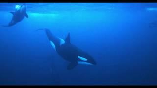 QUEST OF WONDER - Snorkeling with Orcas in Norway