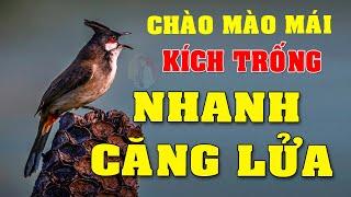 CHÀO MÀO MÁI KÍCH TRỐNG CĂNG LỬA  - CÁCH KÍCH LỬA CHÀO MÀO SỔ BỌNG HÓT CHÉ #chàomàohót