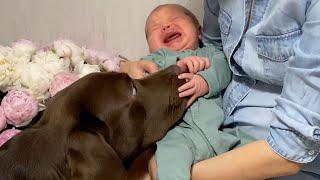 Cutest Labrador Thinks Baby is His Puppy