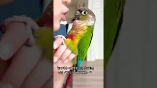 형아의 심장을 녹여버린 앵무새의 애교넘치는 말한마디!/말하는앵무새/#shorts