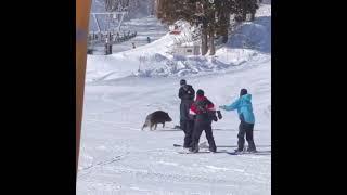 Insolite: un sanglier attaque des skieurs sur les pistes d’une station (février 2023)