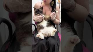 Артист приюта #муркоша  Винай